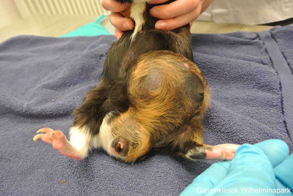 Er is een grote melkkliertumor bij een mannelijke cavia